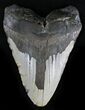 Bargain Megalodon Tooth - North Carolina #28490-1